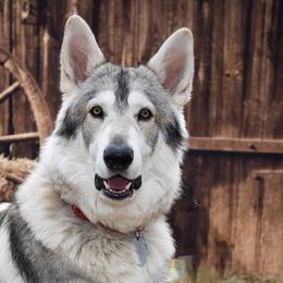 Northern Inuit Dogs from Squam River American Northern Inuit Dogs