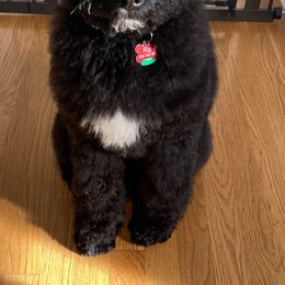 Cavapoo Puppies from Callaway's Cavaliers