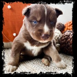 Flicker - Red and white male Siberian Husky puppy in Union Grove, Alabama from Southern Siberian Life