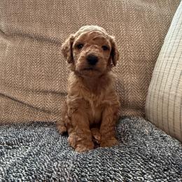 Hudson - Apricot male Goldendoodle puppy in Fayetteville, Arkansas from Mountain Grove Doodles