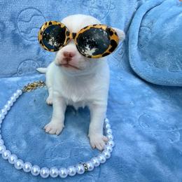 Elsa - White female Chihuahua puppy in Seneca, Missouri from Stephanie’s Puppy Colony
