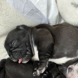 French Bulldog All Grown Up from Pipsters