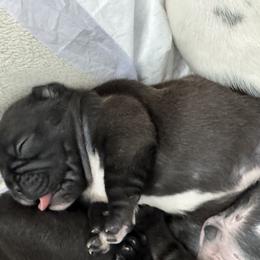 French Bulldog All Grown Up from Pipsters