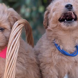 Cavalier King Charles Spaniels, Cavapoos, Companion Crosses, and Pomeranians from MirVit Happy Tails Puppies