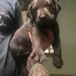 Labrador Retriever Puppies from Andy Lafleur