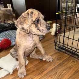 Iris - Merle female Great Dane puppy in Orange Grove, Texas from Shadow Veil Dane’s