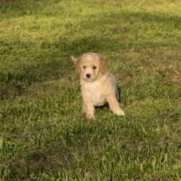 Australian Shepherd, Goldendoodle, and Poodle Puppies from 5AFarms