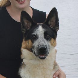 Josie - German Shepherd