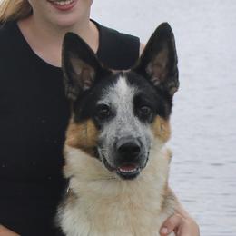Josie - German Shepherd
