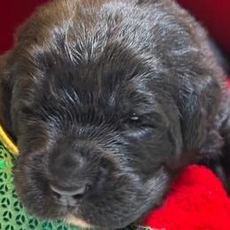 Girl 1 - AKC Registered Purple - Black female Newfoundland puppy in Marshall, Missouri from Majestic Gentle Giants