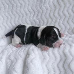 Pocket Beagle Jeni - Black white and tan female Beagle puppy in Gentry, Arkansas from HC Puppy Ranch