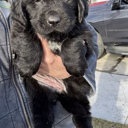 Girl 3 - Black Newfoundland puppy in Idaho from Blue Heart Kennel