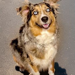 Willow - Australian Shepherd