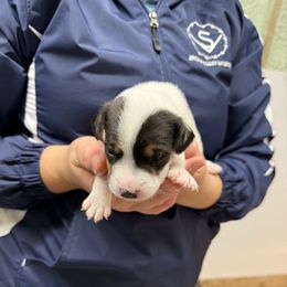 Hickory - Tri-color male Jack Russell Terrier puppy in Fairbury, Illinois from Kilgus Jack Russell Terriers