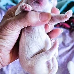 Boy 1 - White male Maltese puppy in Piscataway, New Jersey from Norma T.'s Maltese