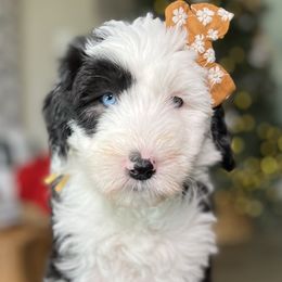 Bernedoodle, Goldendoodle, and Sheepadoodle Puppies from High Desert Doodles