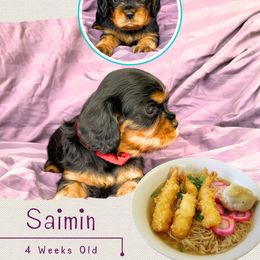 Saimin - Tri-color male Cavalier King Charles Spaniel puppy in Kapaa, Hawaii from Hanai Cavaliers