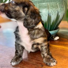 AKC Sterling - Piebald female Dachshund puppy in Knoxville, Tennessee from Thea's Puppies