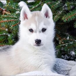 Siberian Husky Puppies from Gallipoli Pine Siberians