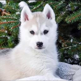 Siberian Husky Puppies from Gallipoli Pine Siberians