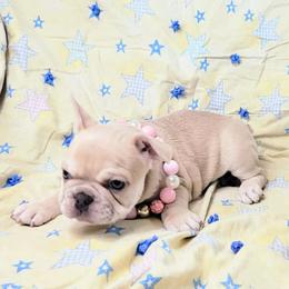 French Bulldog Puppies from JOLYNN Mecham