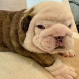 Bulldog Puppies from Teddy Bear Bulldogs