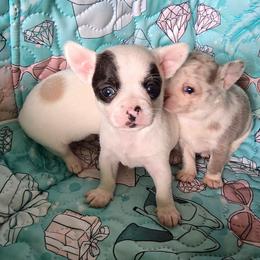 Jason - Black and white male Chihuahua puppy in Amity, Pennsylvania from Baxters Chihuahuas