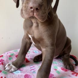 Jovie - Chocolate female Great Dane puppy in Spartanburg, South Carolina from Pawlmetto Danes