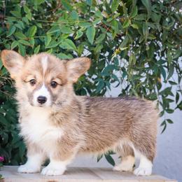 Gabby - Sable female Pembroke Welsh Corgi puppy in Caliente, California from Rafter Cross 7
