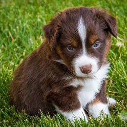 Yosemite - Red tri female Miniature Australian Shepherd puppy in Blackfoot, Idaho from Bellewynd Acres