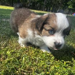 Seamus - White and fawn male Pembroke Welsh Corgi puppy in Saint George, South Carolina from Carolina cotton candy corgis