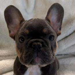 Boy 3 - male French Bulldog puppy in Spanaway, Washington from PNW Bigfoot Bullies