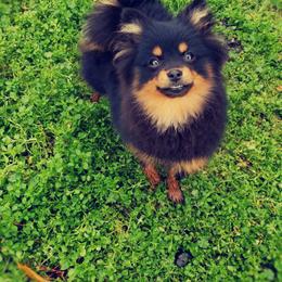 French Bulldog and Pomeranian Puppies from Purrs N Poms