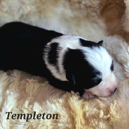Templeton - Black tri male Toy Australian Shepherd puppy in Viking, Minnesota from Son Shine Farm