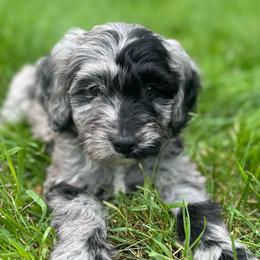 Cosmos - Blue merle male Aussiedoodle puppy in Columbia Falls, Montana from Firefly Aussies & Aussiedoodles