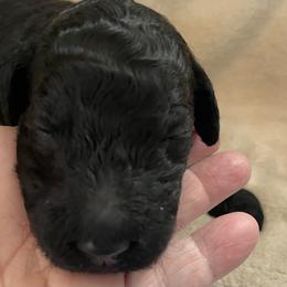 Maggie - Black female Poodle puppy in Mechanicsburg, Pennsylvania from Ashton’s Standards