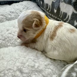 Jade - White female Maltipoo puppy in Fredericksburg, Ohio from Edna Keim