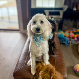 Ellie - Goldendoodle