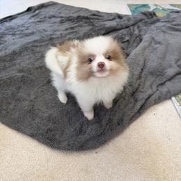 Kingston (Blue Green Eyes) - Tri-colored male Pomeranian puppy in Saint Louis, Missouri from Velvet Crown Kennels 👑