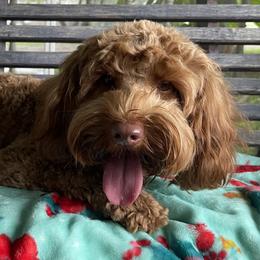 Phoenix - Australian Labradoodle