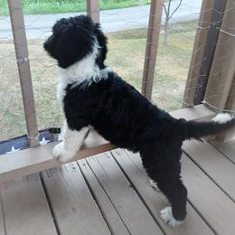 "Brown 07/2022" Bernedoodle Puppies from Snuggle Bug Doodles