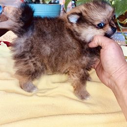 Theodore - Orange sable male Pomeranian puppy in Gilmer, Texas from Fairchild Fancy Pomeranians and Coachella Pomeranians