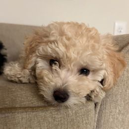 Snowflake - Cream female Companion Cross puppy in Glenmont, New York from CocoPuff Breeders