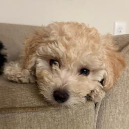 Snowflake - Cream female Companion Cross puppy in Glenmont, New York from CocoPuff Breeders
