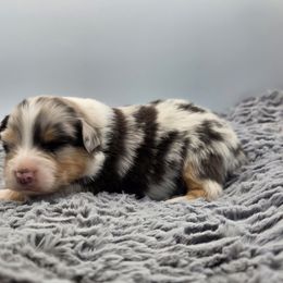 Bentley - Blue merle male Australian Shepherd puppy in Jameson, Missouri from Sky Creek