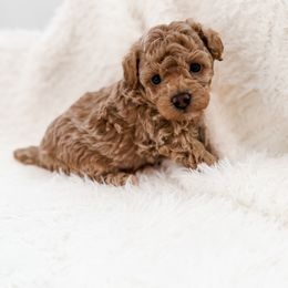 Chevy - Apricot male Poodle puppy in Chapel Hill, North Carolina from Cyndi’s Poodles