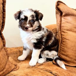 Girl 5 - Miniature American Shepherd puppy in Moscow, Idaho from Panhandle Australian Shepherds