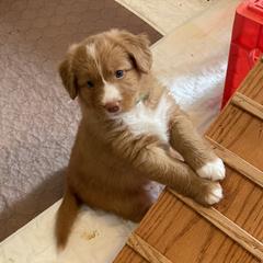 Nova Scotia Duck Tolling Retriever All Grown Up from Forest Cove Tollers