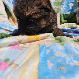 Diesel - Sable male German Shepherd puppy in Los Lunas, New Mexico from Mali's German Shepherds LLC