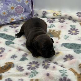 Male 3 - Brindle male Staffordshire Bull Terrier puppy in Lakeland, Florida from English Creek Staffords